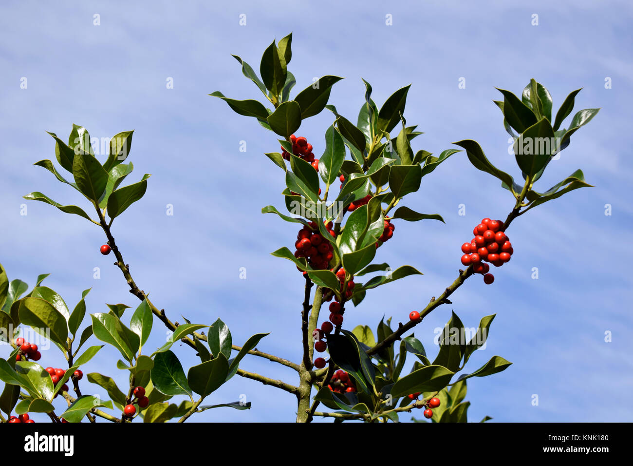 Rote Beeren der Mistel closeup im frühen Winter Stockfoto