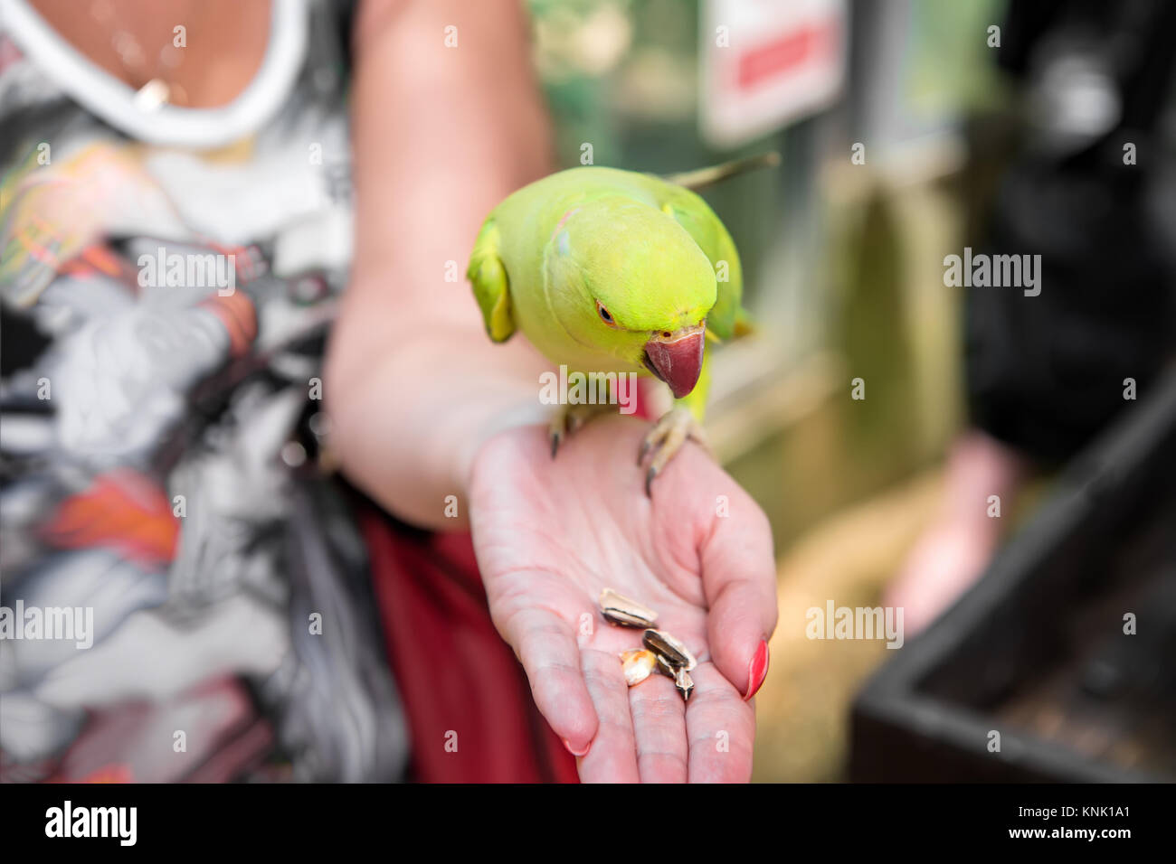 Kleine grüne wilder Papagei im Regenwald auf der Hand sitzen, essen ein Stück Mango. Selektive konzentrieren. Close-up. Kopieren Raum. Die horizontale Rahmen. Stockfoto