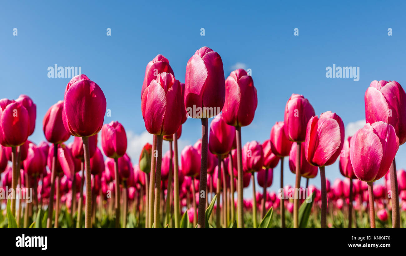 Pulsierende rosa Tulpen in einem Feld in Holland an einem sonnigen Tag mit blauem Himmel oben. Stockfoto