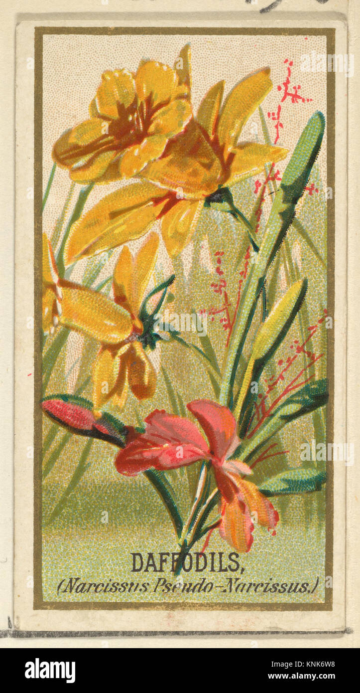 Narzissen (Narcissis Pseudo-Narcissus), aus der Flowers-Serie für Zigaretten des alten Richters, Herausgeber: Herausgegeben von Goodwin & Company, Drucker: George S. Harris & Sons (amerikanisch, Philadelphia), 1890 Stockfoto