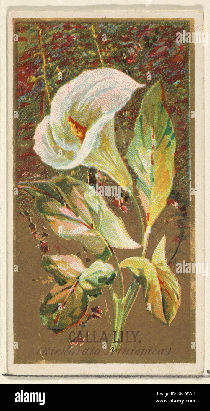 Calla Lily (Richardia Nethiopica), aus der Flowers-Serie für Zigaretten des alten Richters, Herausgeber: Herausgegeben von Goodwin & Company, Drucker: George S. Harris & Sons (amerikanisch, Philadelphia), 1890 Stockfoto