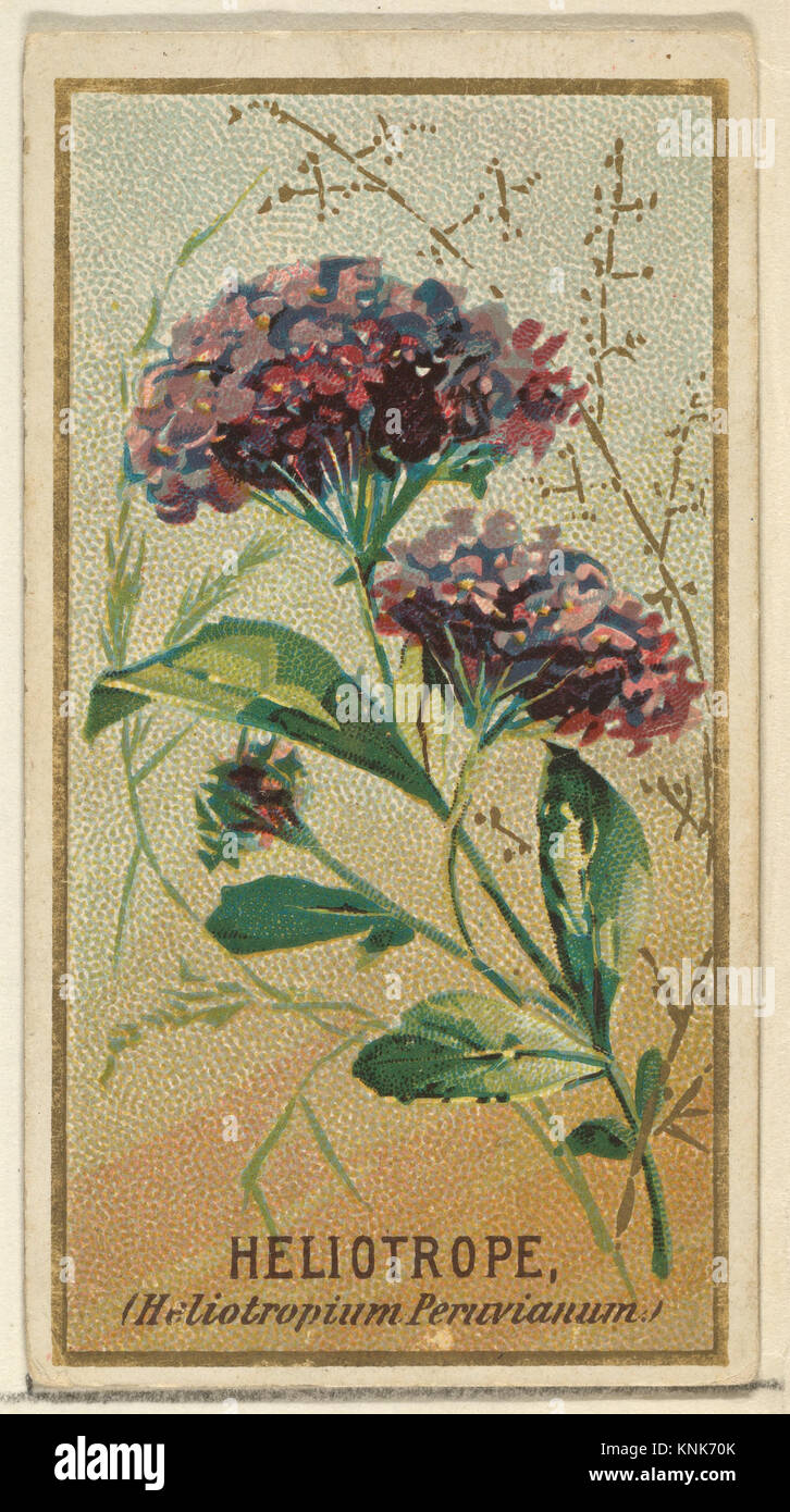 Heliotrope (Heliotropium Peruvianum), aus der Flowers Series for Old Judge Cigarettes, Herausgeber: Herausgegeben von Goodwin & Company, Drucker: George S. Harris & Sons (American, Philadelphia), 1890 Stockfoto