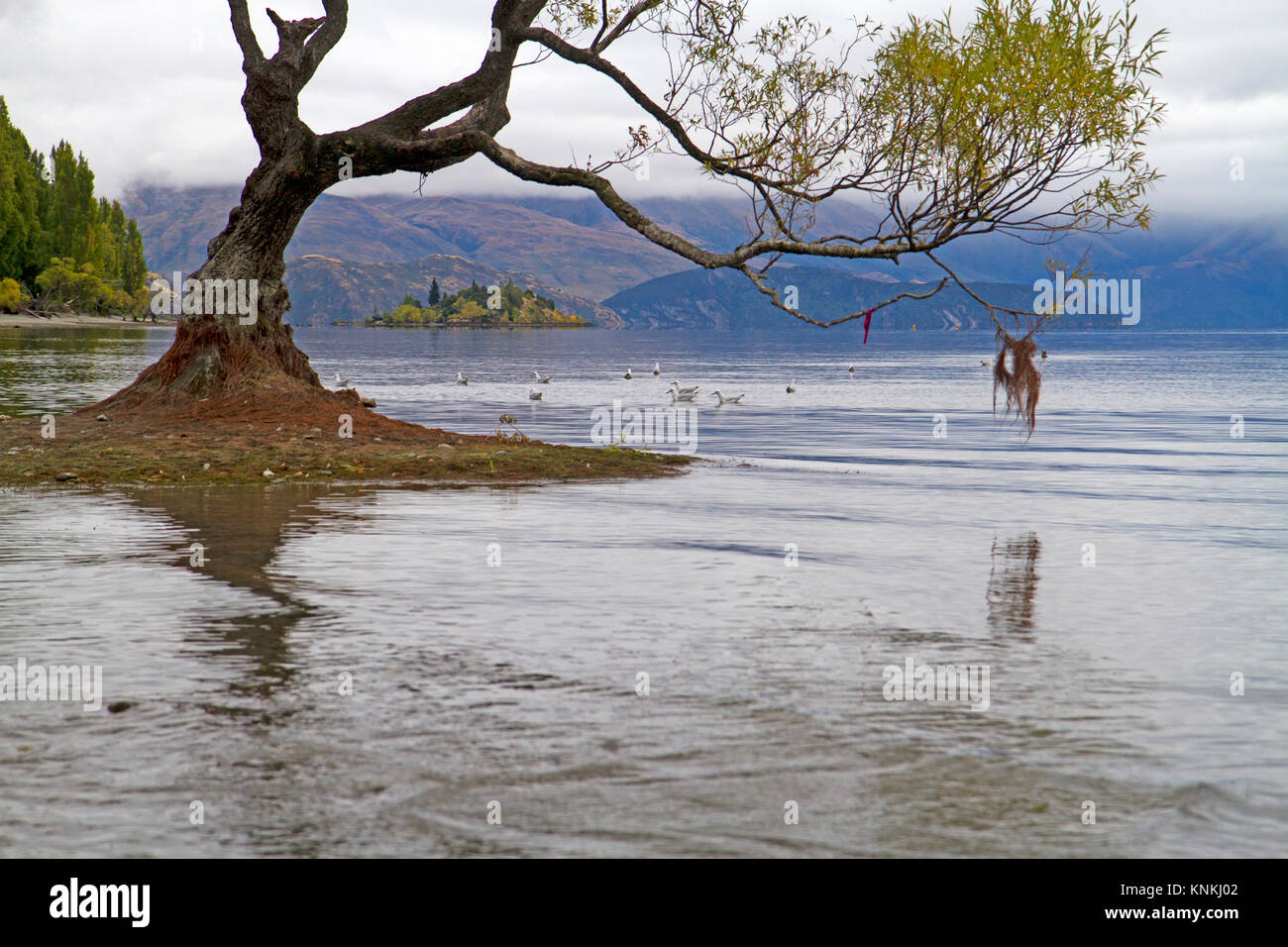 Dass Wanaka Baum in Lake Wanaka Stockfoto