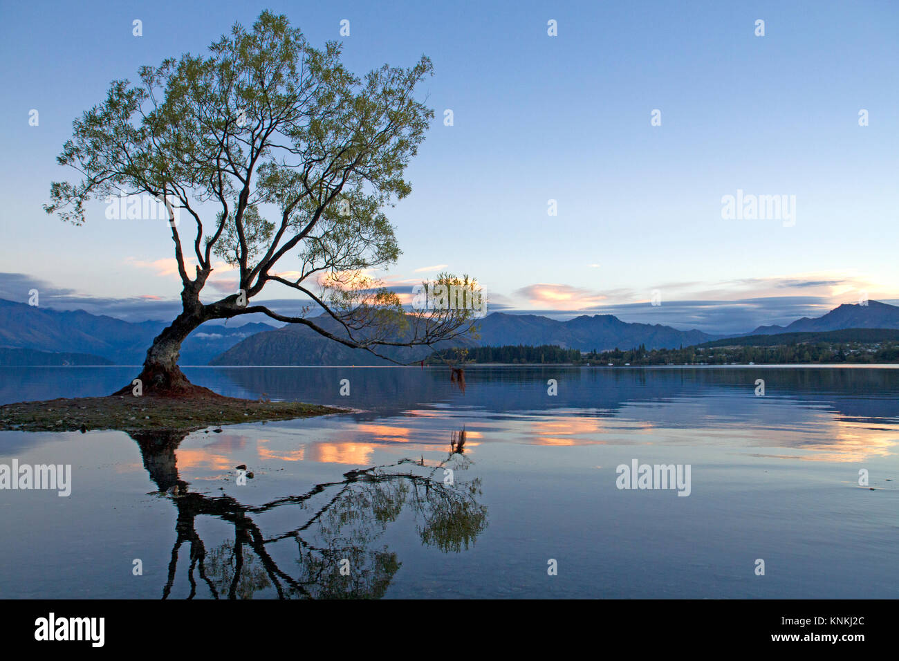 Dass Wanaka Baum in Lake Wanaka Stockfoto