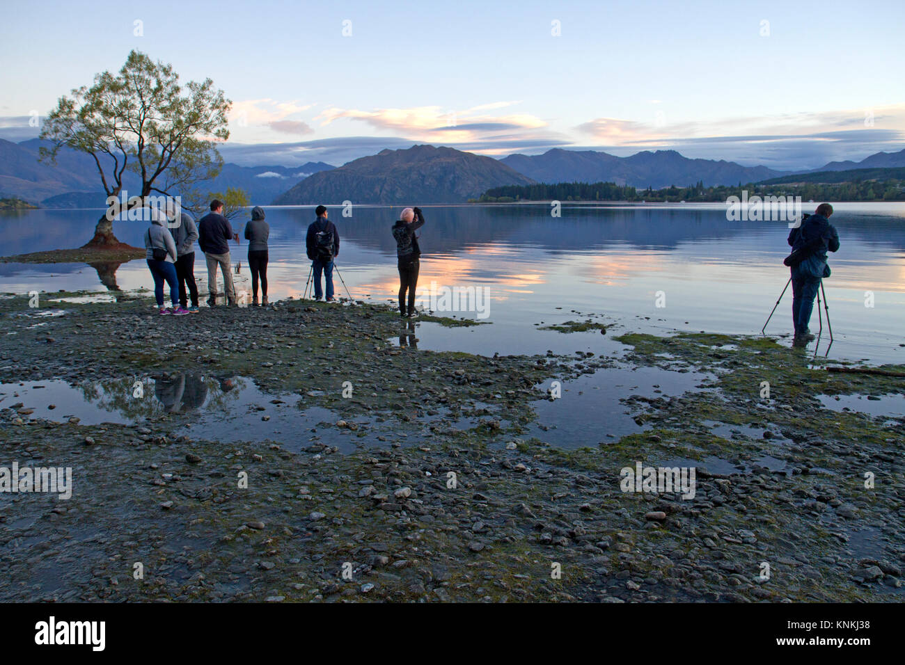 Fotografen an Baum in Wanaka Lake Wanaka Stockfoto