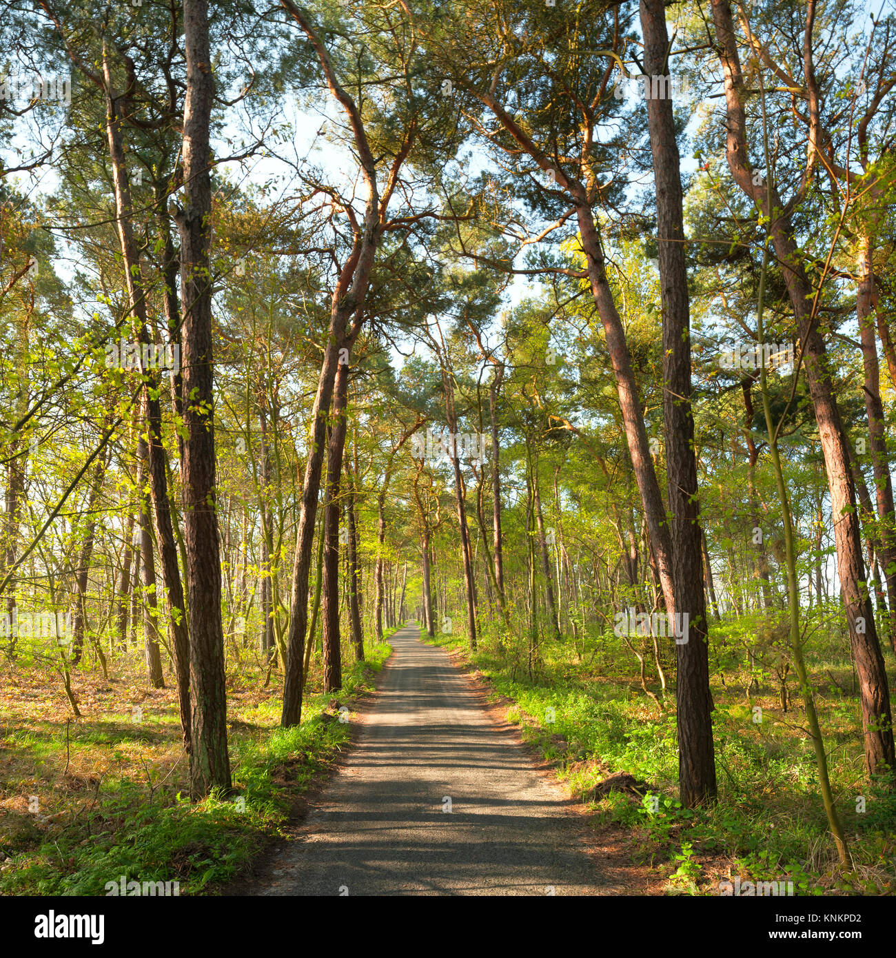 Ein schmaler Fußweg in Pinienwald, neben Ostsee in Insel Rügen, Norddeutschland Stockfoto