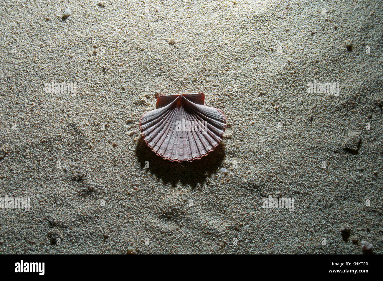 Mexikanische Flachbild sea shell Pecten vogdesi auf dem Sand Stockfoto