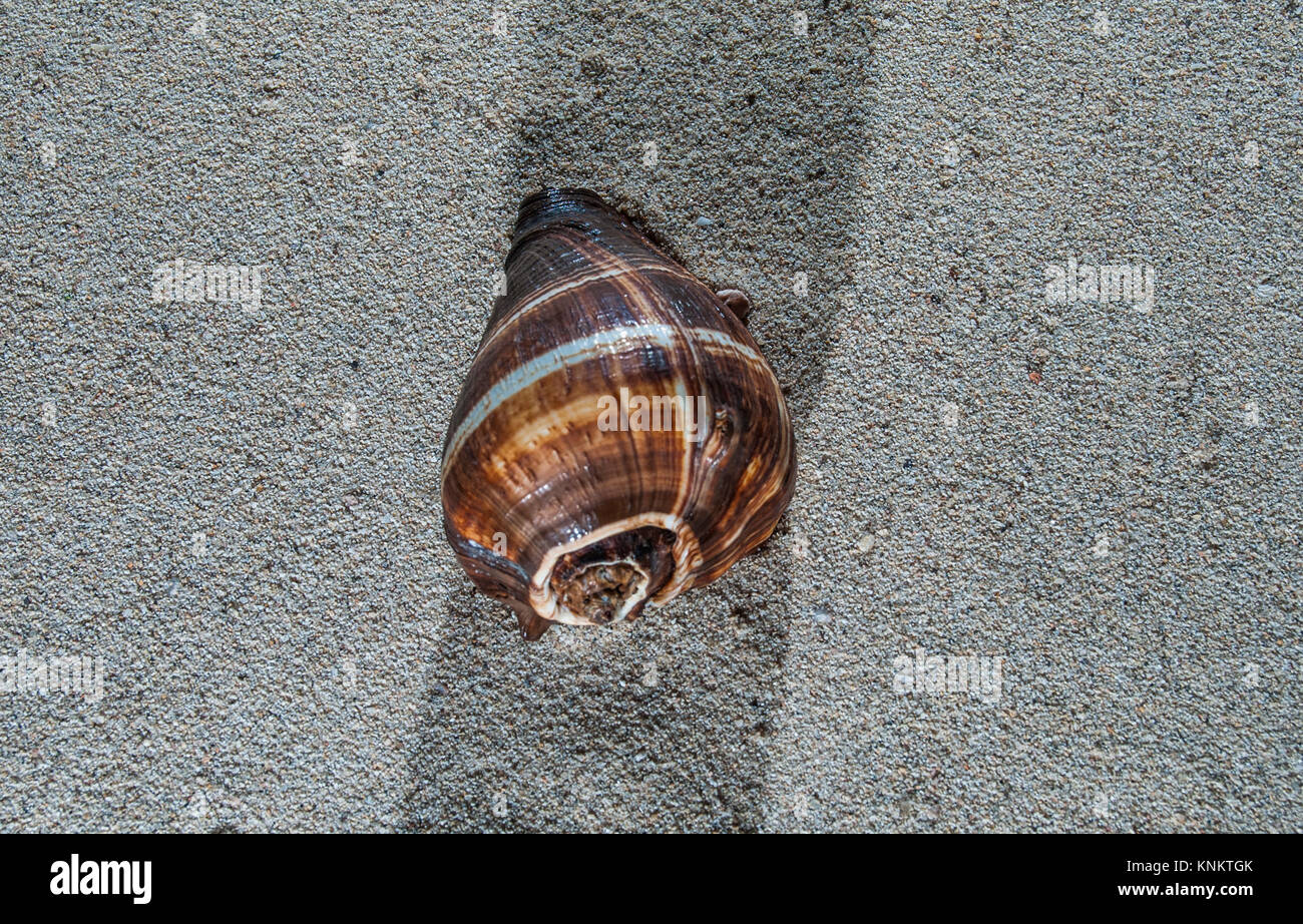 Urtica patula Muschel im Sand Stockfoto