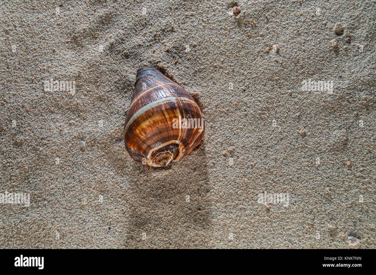 Urtica patula Muschel im Sand Stockfoto