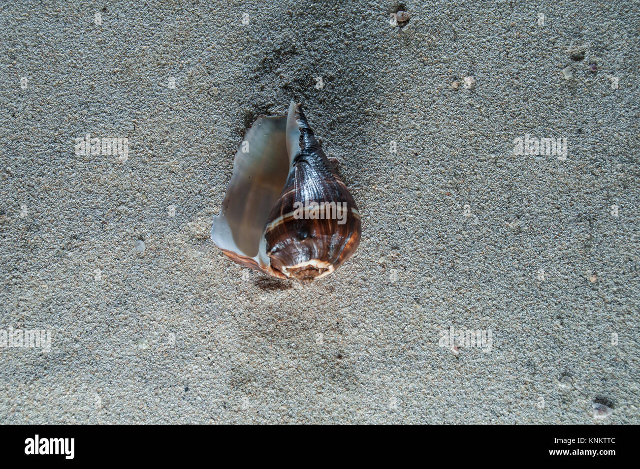 Urtica patula Muschel im Sand Stockfoto