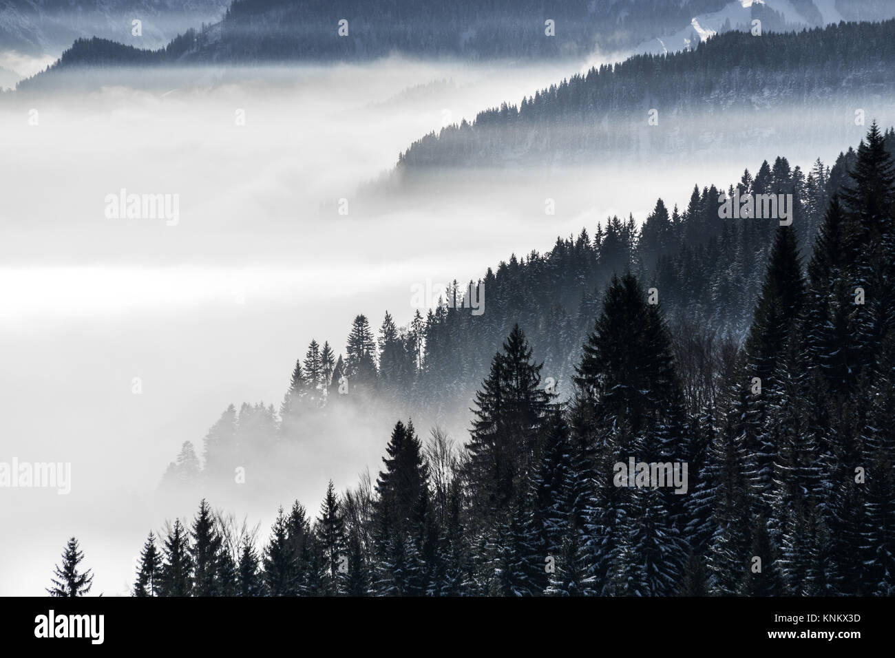 Die bewaldeten Berghang in niedrig liegenden Tal Nebel mit Silhouetten von immergrünen Nadelbäumen eingehüllt in Nebel. Wunderschöne verschneite Winterlandschaft in den Alpen, Bayern, Deutschland. Stockfoto