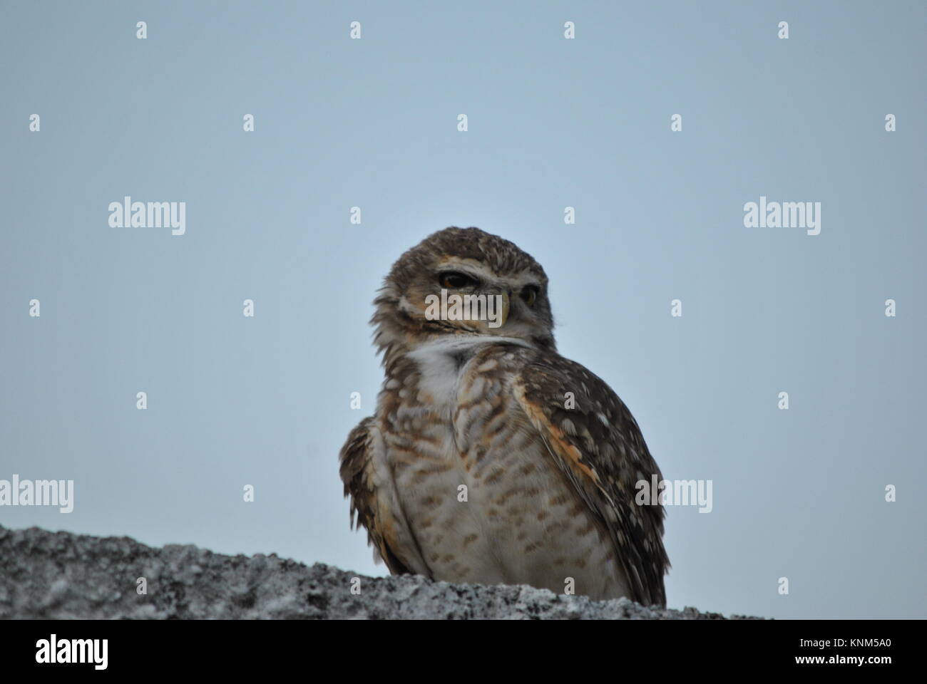 Die Eule vorsichtig, was passiert Stockfoto