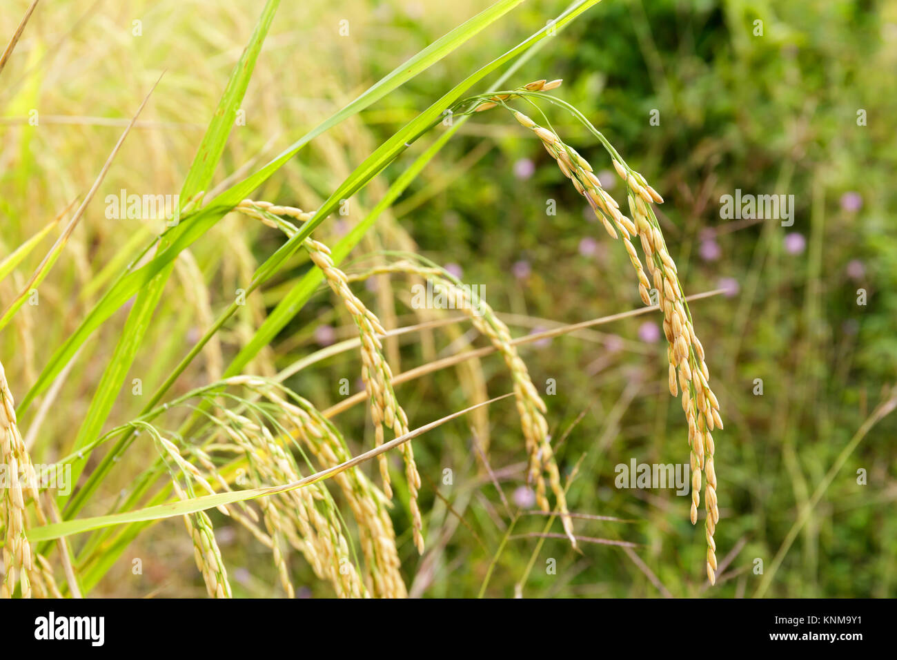 Nahaufnahme von Reis Korn in das Feld mit grünem Gras. Stockfoto