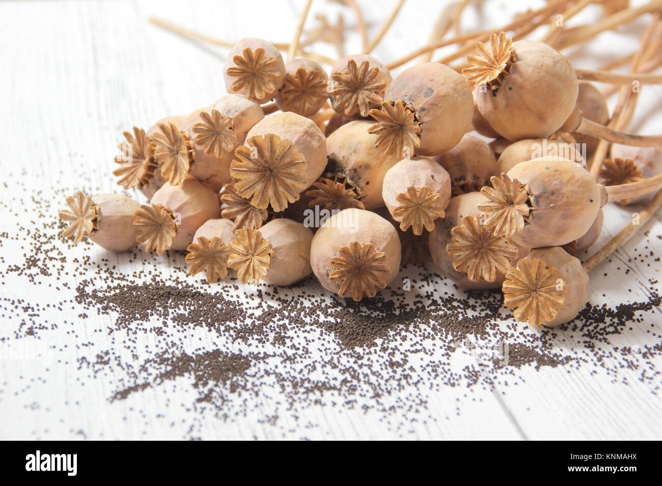 Mohn sparen. Sammeln von Samen aus getrockneten Mohnblütenköpfen von Papaver somniferum Stockfoto