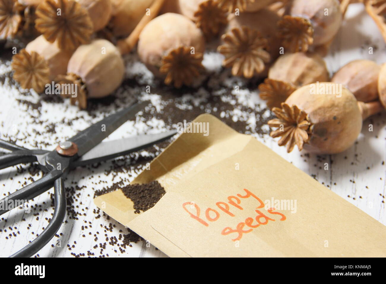 Sammeln von Mohn (Papaver somniferum), aus getrockneten Samen Köpfe für Lagerung in Umschläge im Winter, Großbritannien Stockfoto