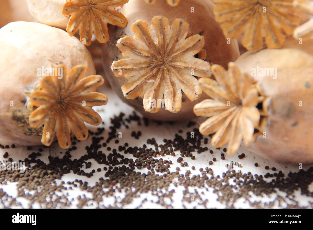 Papaver Somniverum. Einsparung von Samen aus getrockneten Mohnköpfen. VEREINIGTES KÖNIGREICH Stockfoto