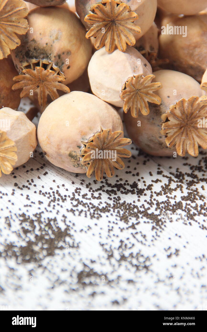Mohn sparen. Sammeln von Samen aus getrockneten Mohnblütenköpfen von Papaver somniferum Stockfoto
