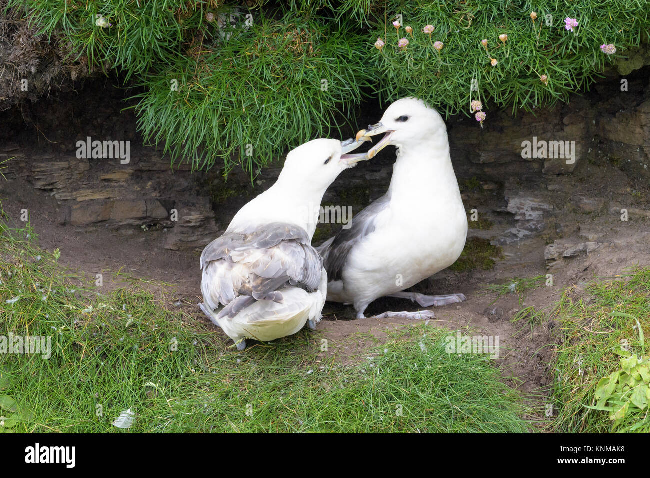 Northern Eissturmvogel (Fulmarus glacialis) erwachsenen Paar, Anzeigen gackern Anruf auf einer Klippe Ledge, Skirza Kopf, Schottland, Großbritannien Stockfoto