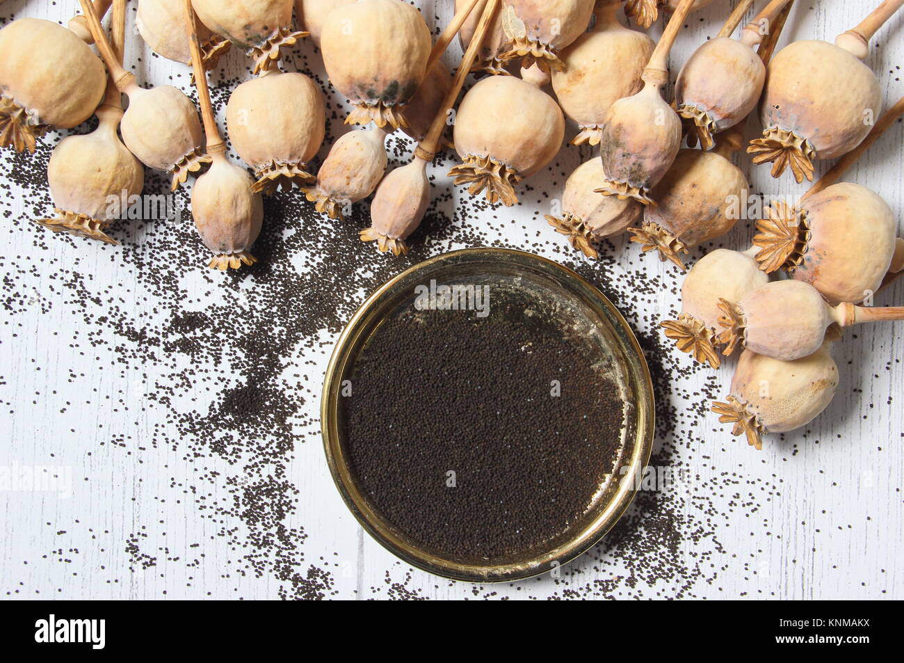 Mohn sparen. Sammeln von Samen aus getrockneten Mohnblütenköpfen von Papaver somniferum Stockfoto