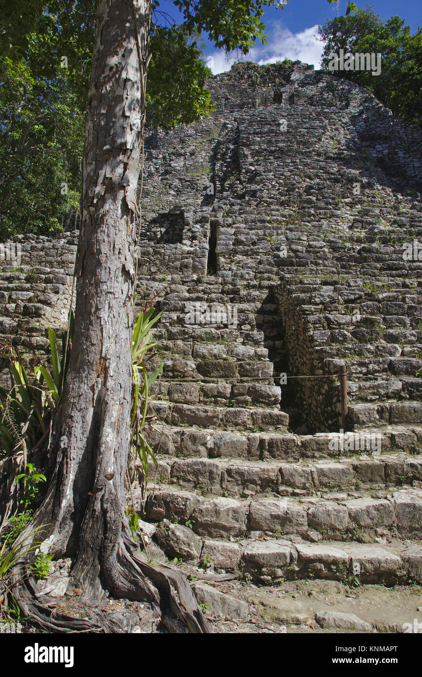 Cobá, Pyramide La Iglesia, Quintana Roo, Mexiko Stockfoto