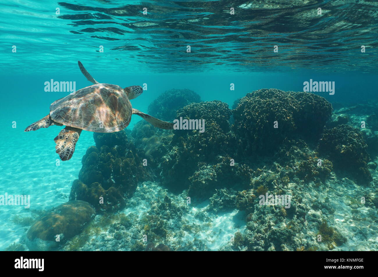 Unterwasser eine Grüne Meeresschildkröte Chelonia mydas über ein Korallenriff, Karibik Stockfoto