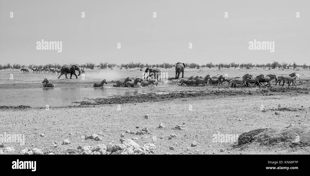Eine afrikanische Elefanten jagen Zebra an einem Wasserloch in Namibia Stockfoto