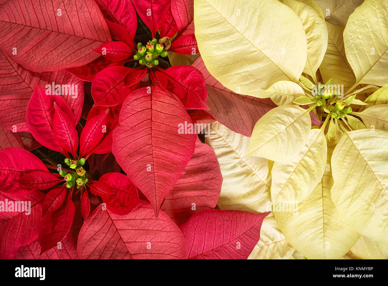 Ansicht Von Oben In Rot Rosa Und Creme Weisser Weihnachtsstern Euphorbia Pulcherrima Weihnachtsstern Blumen Stockfotografie Alamy