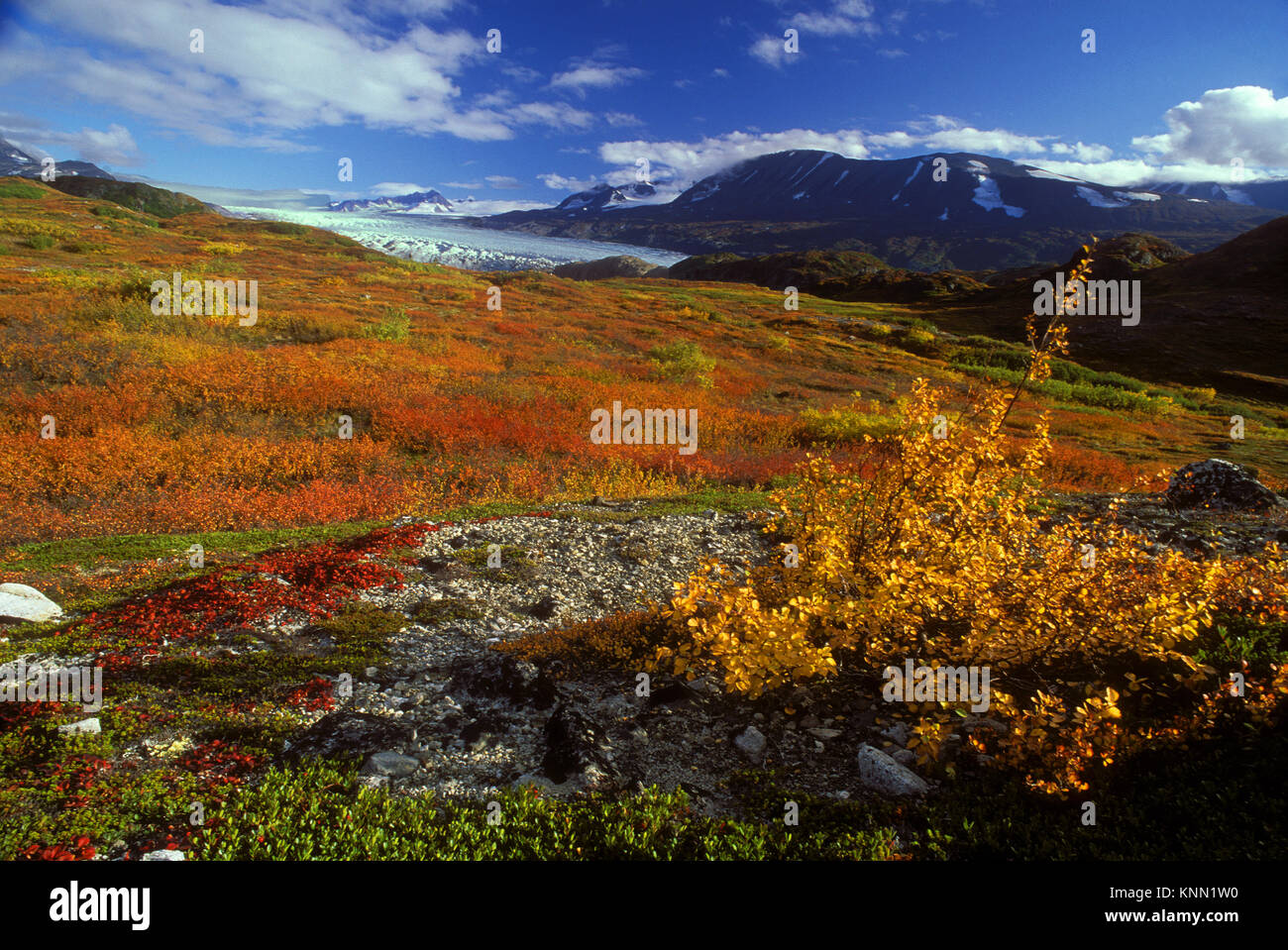 Alpine Tundra mit Sträuchern wie Willow, dwarfbirch im Herbst herbstliche Farben, Tustumena Gletscher, Harding Icefiled, Kenai Mountains, Kenai National Wildl Stockfoto