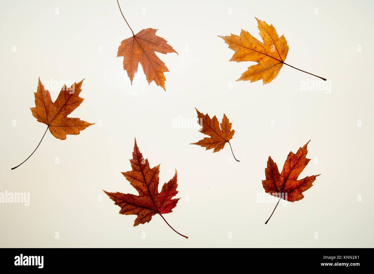 Silber-Ahorn-Blätter im Herbst Stockfoto