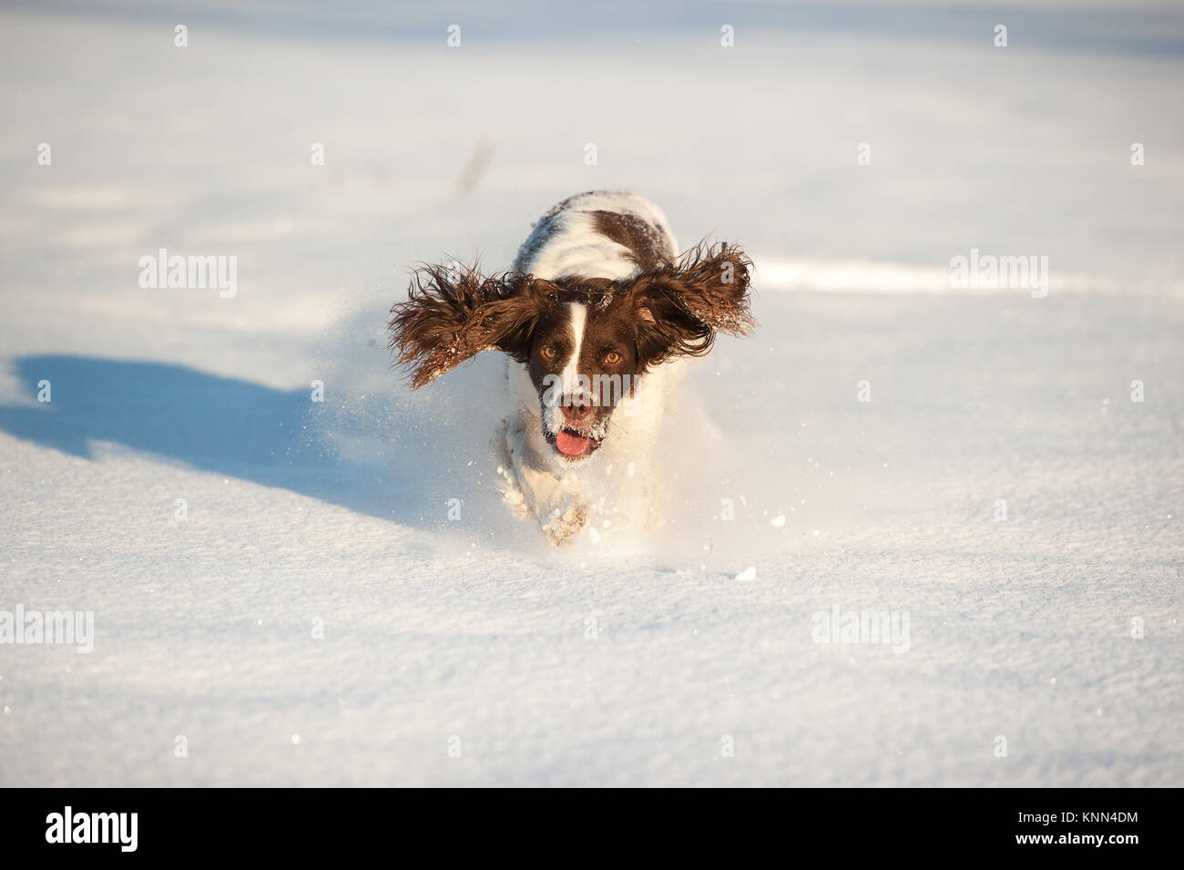 Springer Spaniel im Schnee Stockfoto