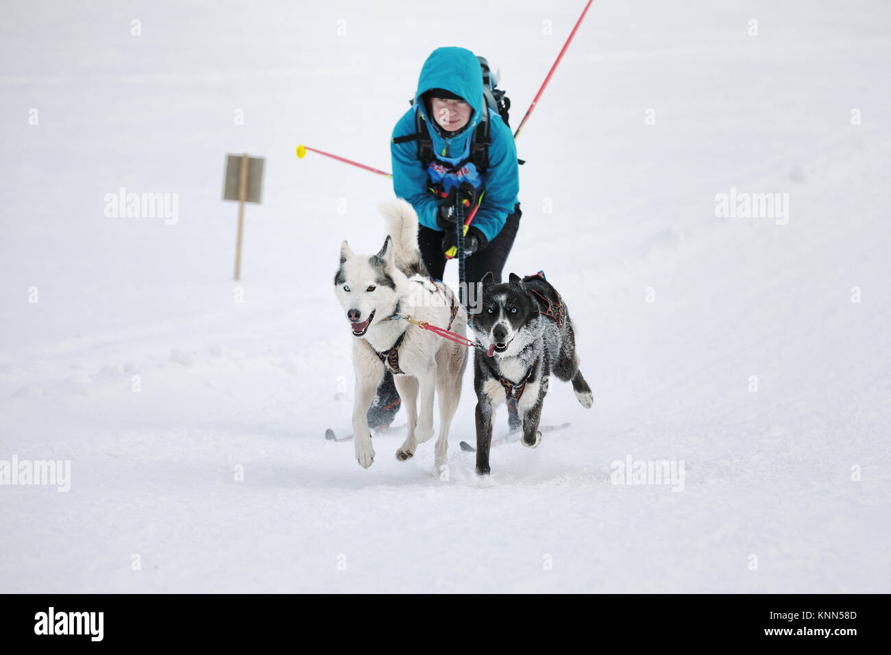 DESTNE, TSCHECHISCHE REPUBLIK - 27 Januar, 2017: Frau auf Langlauf. Langlaufen mit Hunden. Stockfoto