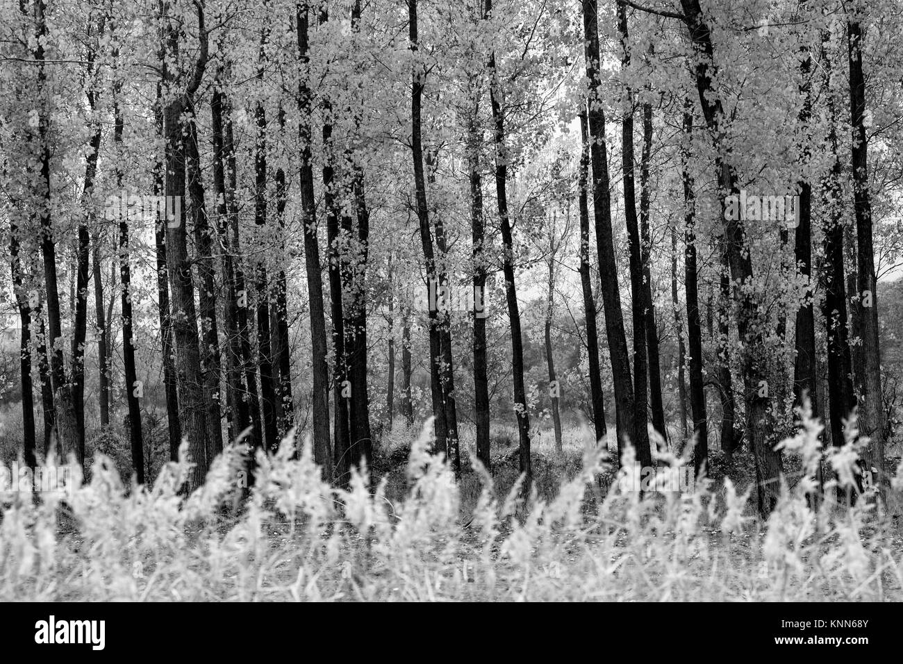 Hintergrund der schwarzen und weißen Wald mit vielen geraden Bäumen im Vordergrund Stockfoto