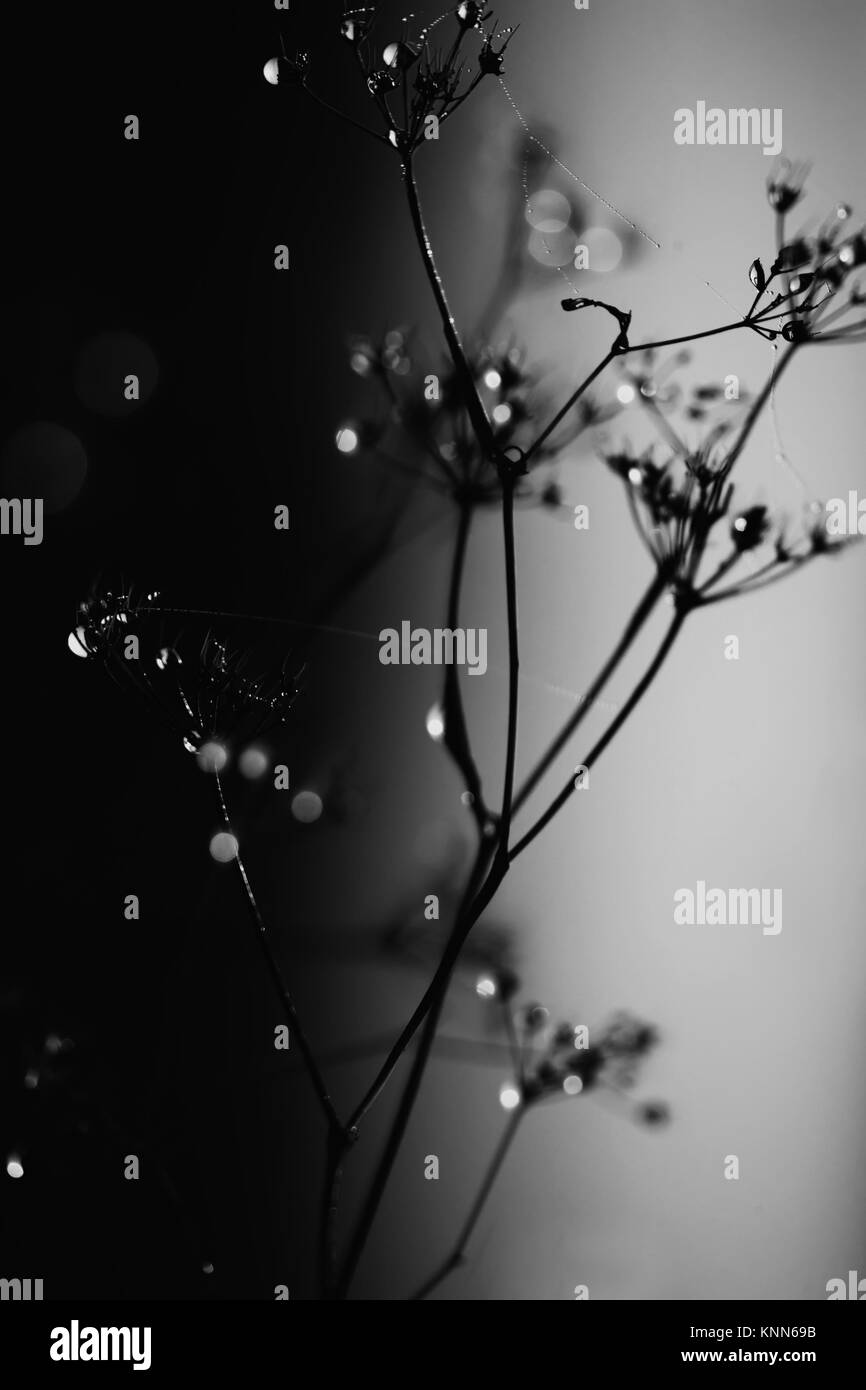 schwarzen und weißen low-Key Makro Natur Details mit Morgen Tropfen Stockfoto