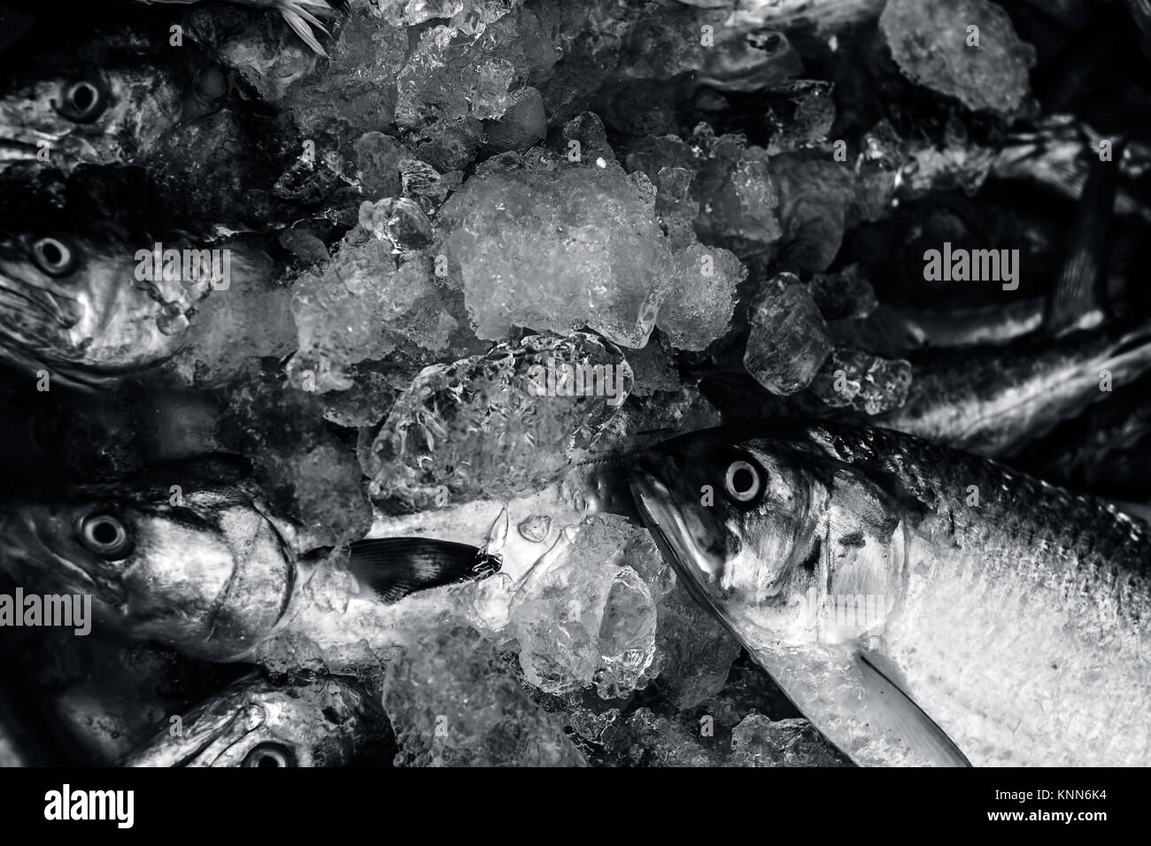 Nahaufnahme von scomberomorus Kawala, König Makrele Fisch auf dem Markt.. Stockfoto