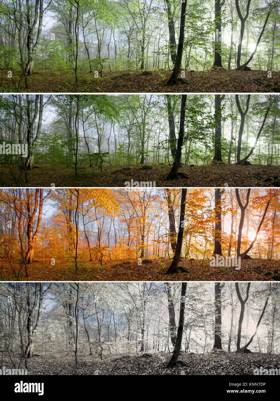 Wechsel der vier Jahreszeiten im Wald Panorama, Frühling, Sommer, Herbst, Winter Stockfoto
