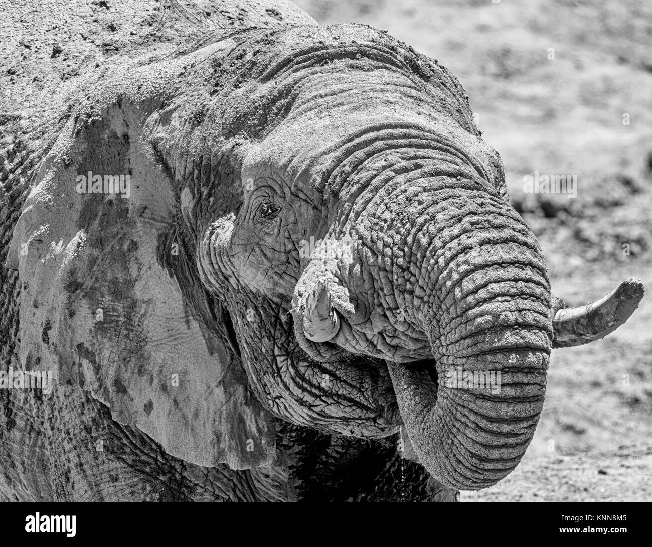 Close-up Detail eines Afrikanischen Elefanten Gesicht Stockfoto