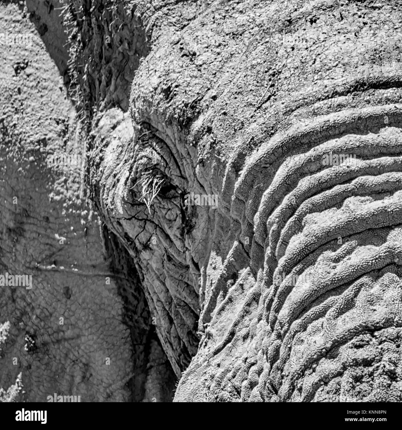 Close-up Detail eines Afrikanischen Elefanten Gesicht Stockfoto