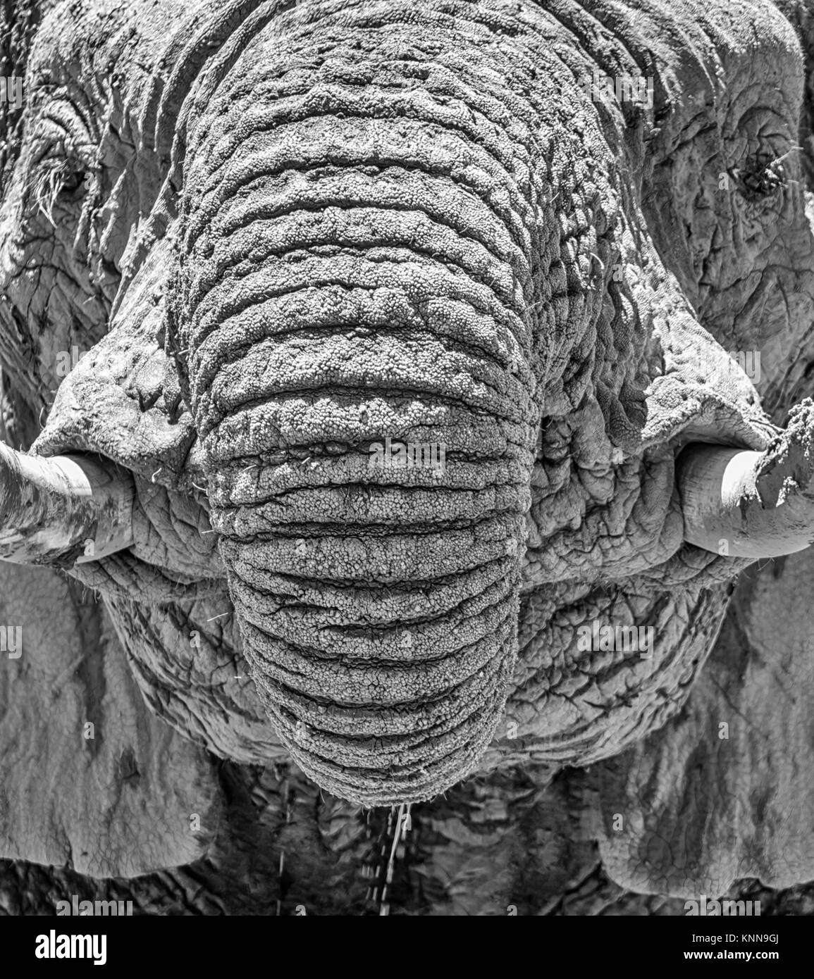 Close-up Detail eines Afrikanischen Elefanten Gesicht Stockfoto