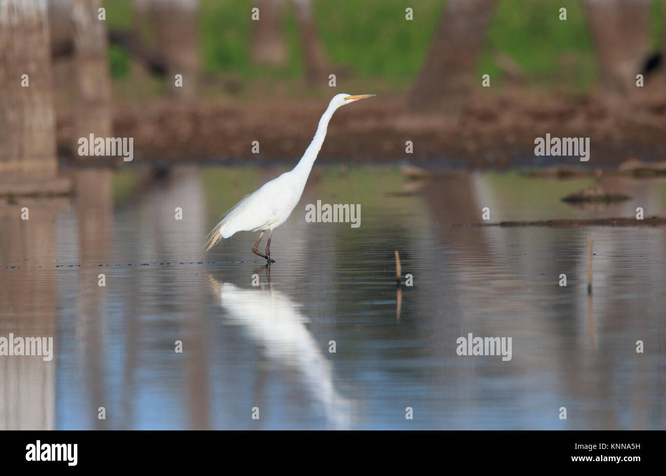 Eine östliche Silberreiher, Ardea alba Modesta, waten im seichten australische Outback Feuchtgebiet billabong Stockfoto