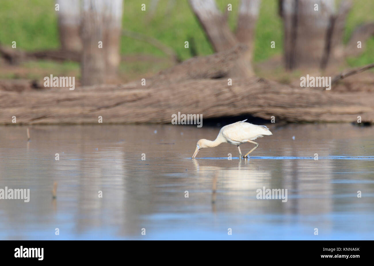 Ein Yellow-billed Löffler, Platalea flavipes, auf der Suche nach Nahrung in einer flachen Feuchtgebieten Wasserloch Stockfoto