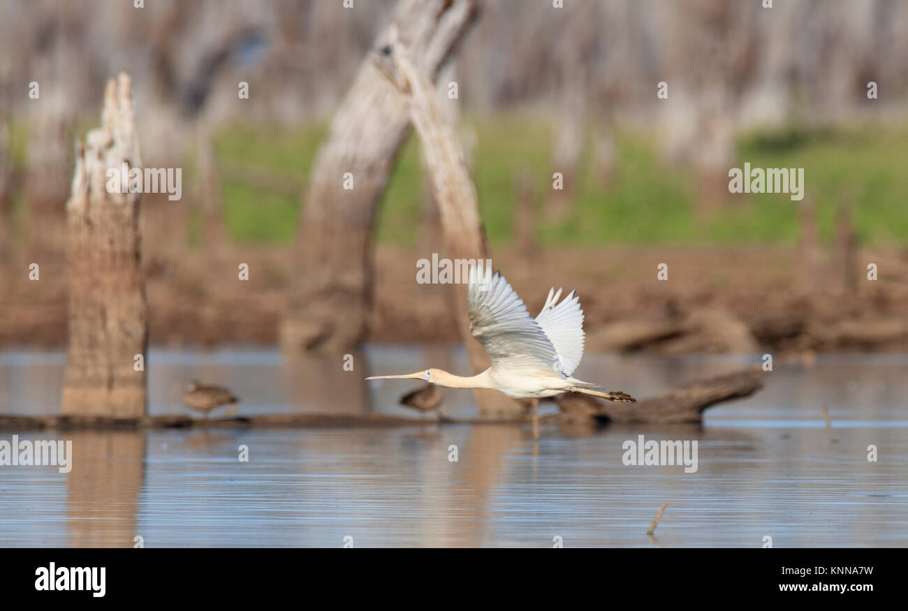 Ein Yellow-billed Löffler, Platalea flavipes, im Flug über ein Outback australische Feuchtgebiet Stockfoto