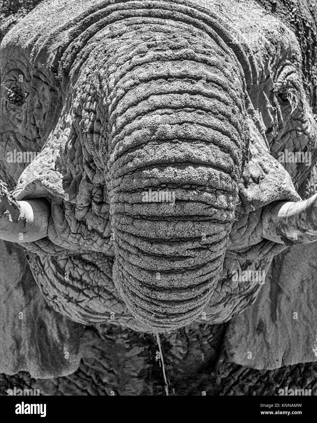 Close-up Detail eines Afrikanischen Elefanten Gesicht Stockfoto