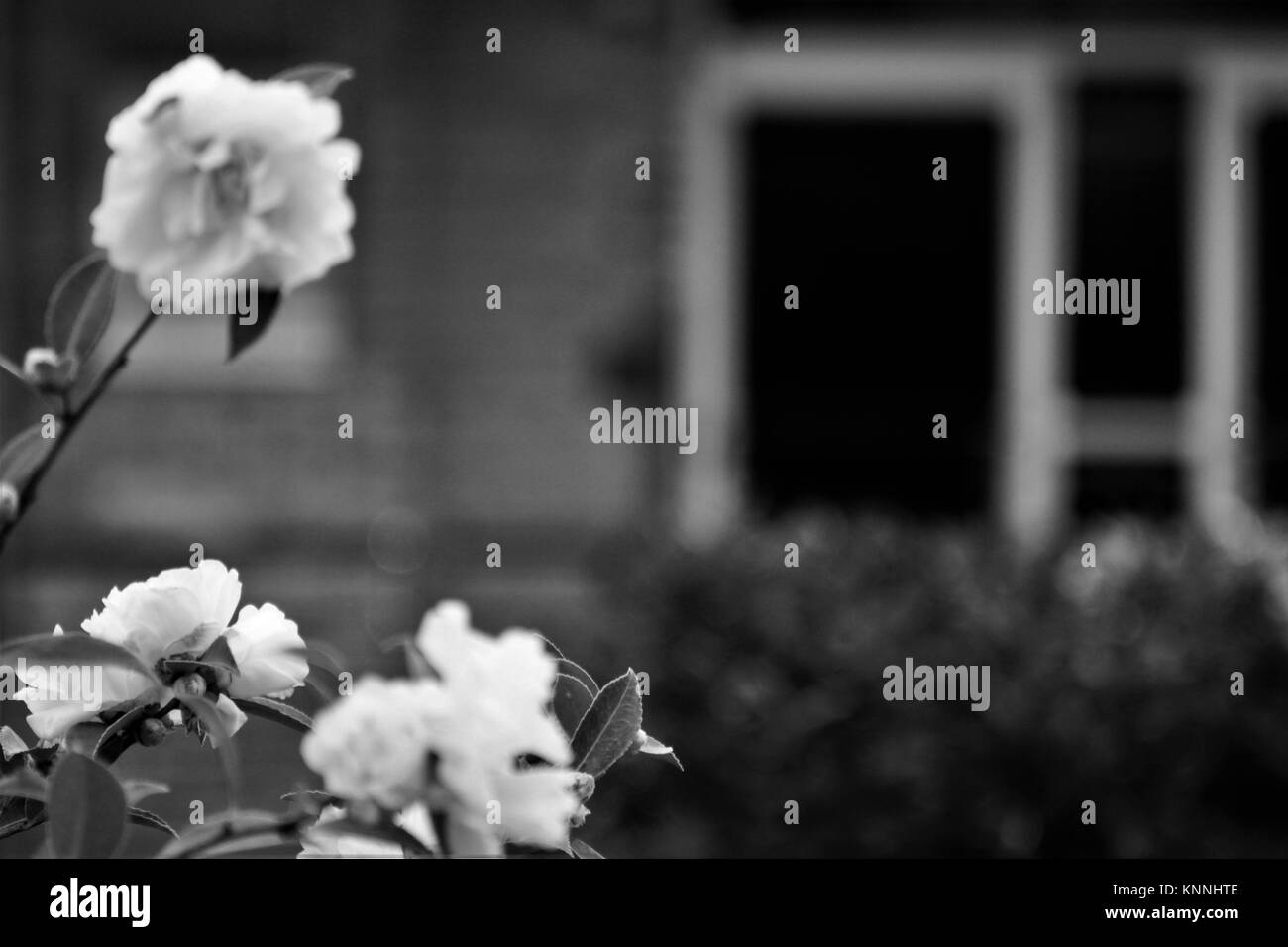 Schwarze und weiße Blüten im Freien Stockfoto