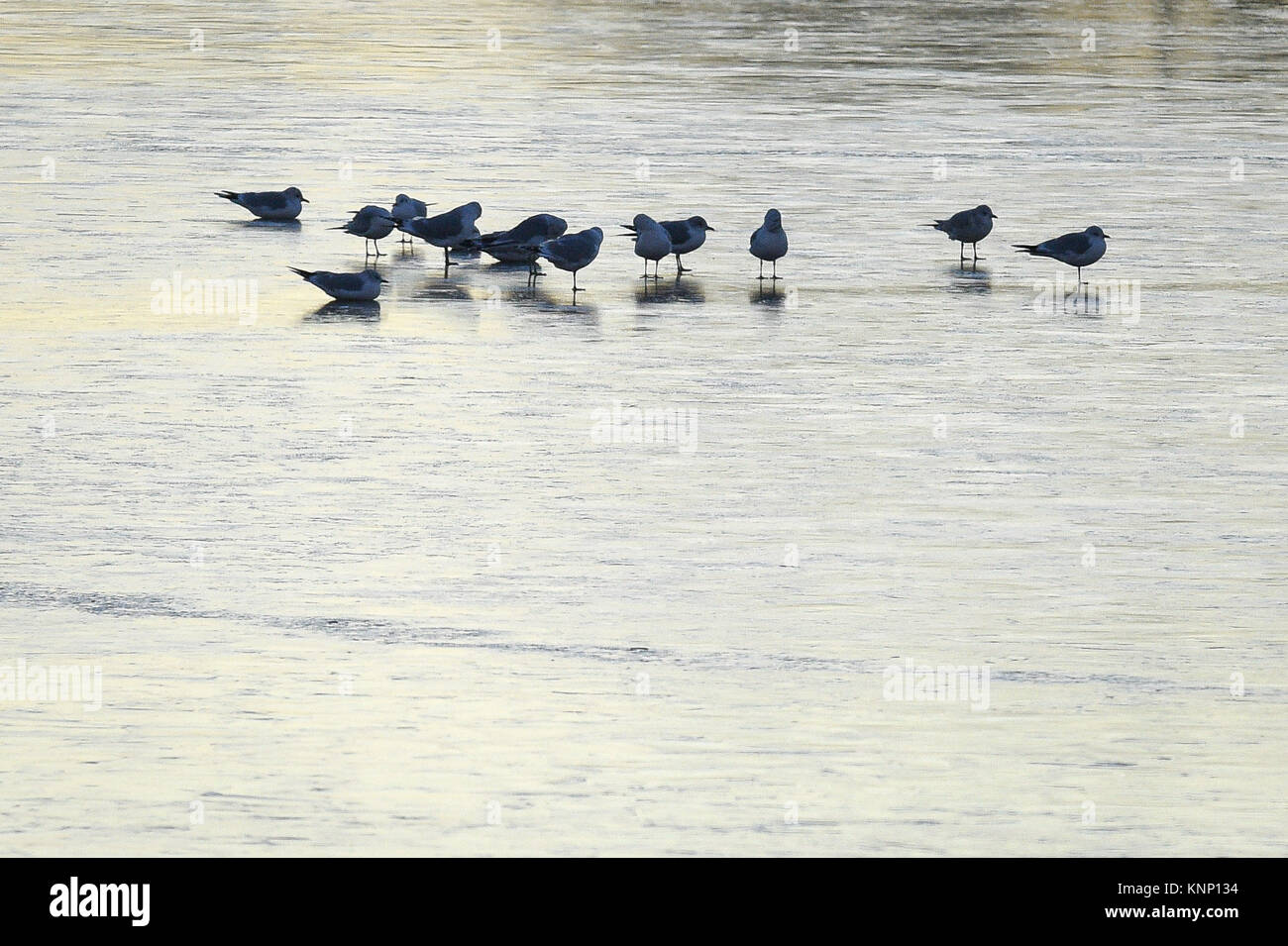 Vögel Spaziergang auf dem Eis bei Chew Valley Lake, Somerset, Großbritannien hatte seine kälteste Nacht des Jahres mit weite Teile des Landes unter den Gefrierpunkt fallen - mit-13 C (8.6F) in Shropshire aufgezeichnet. Stockfoto