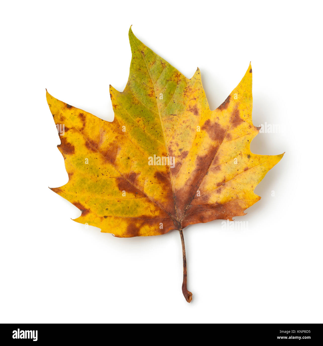 Single Plane Tree leaf auf weißem Hintergrund Stockfoto