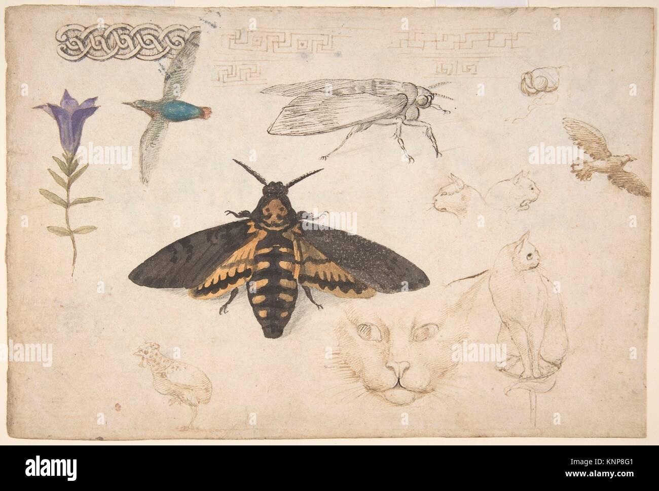 Studien einer Enzian, Motten, Vögel, Katzen, Interlacing Motiv, und  Griechische Bünde (recto); Zier Studien mit Figuren (verso). Artist:  Giorgio di Stockfotografie - Alamy