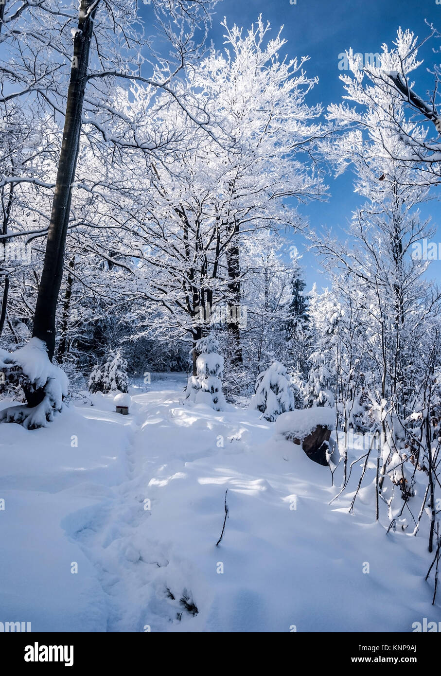 Winterlandschaft mit Schnee, gefrorene Bäume und klaren Himmel auf Sulov Hill in der Nähe von Bily kriz auf tschechisch-slowakischen Grenzen in Moravskoslezske Beskiden Stockfoto