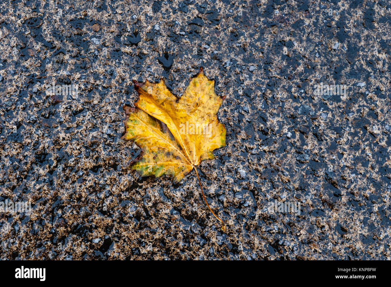 Eine gelbe nasse Blätter auf der Straße an einem regnerischen Tag im Herbst gefallen Stockfoto