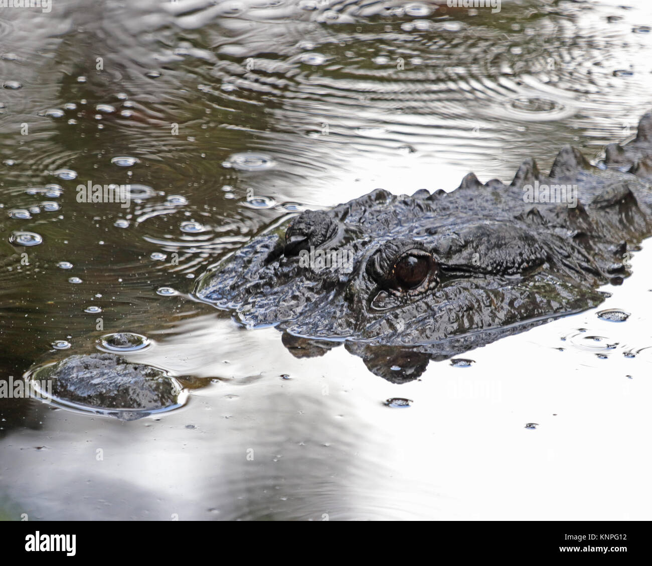 American alligator hat zwei Sätze der Augenlider und wird nur in den südlichen USA gefunden Stockfoto