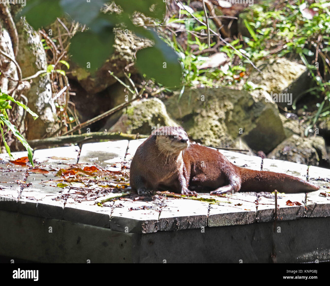 Die North American River Otter ist gefährdet oder gefährdet Während viel von ihrer Reichweite im mittleren Westen der Vereinigten Staaten Stockfoto